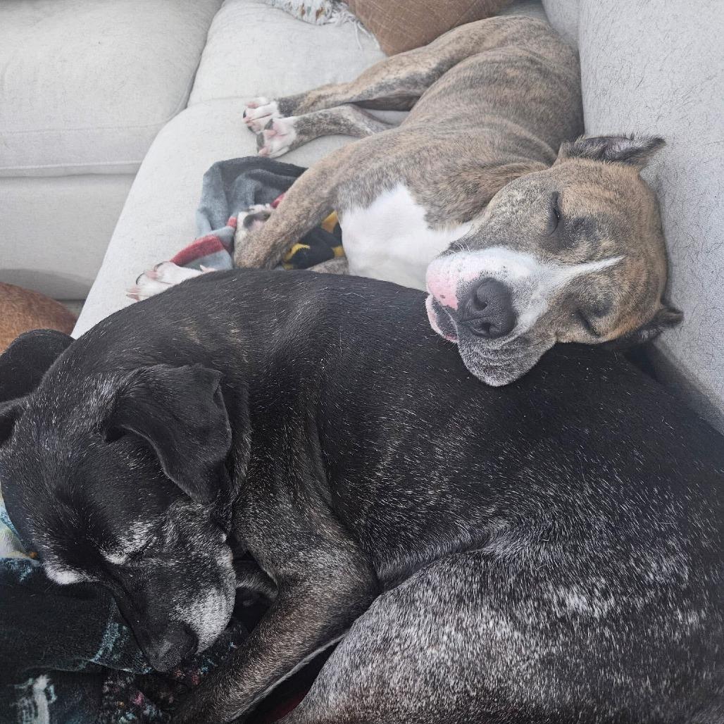 Ciara, Adoptable, Adult Female American Staffordshire Terrier & Mixed Breed.