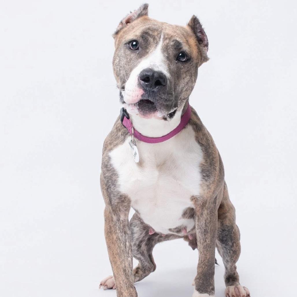 Enlarge Ciara, a Adoptable mixed breed in York, PA image 1/1
