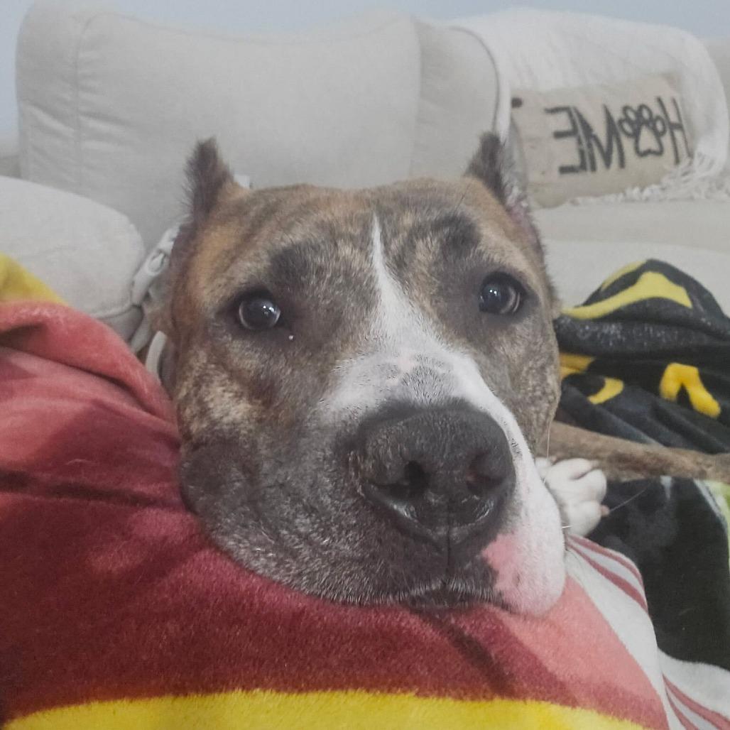 Enlarge Ciara, a Adoptable mixed breed in Fairfax, VA image 4/6