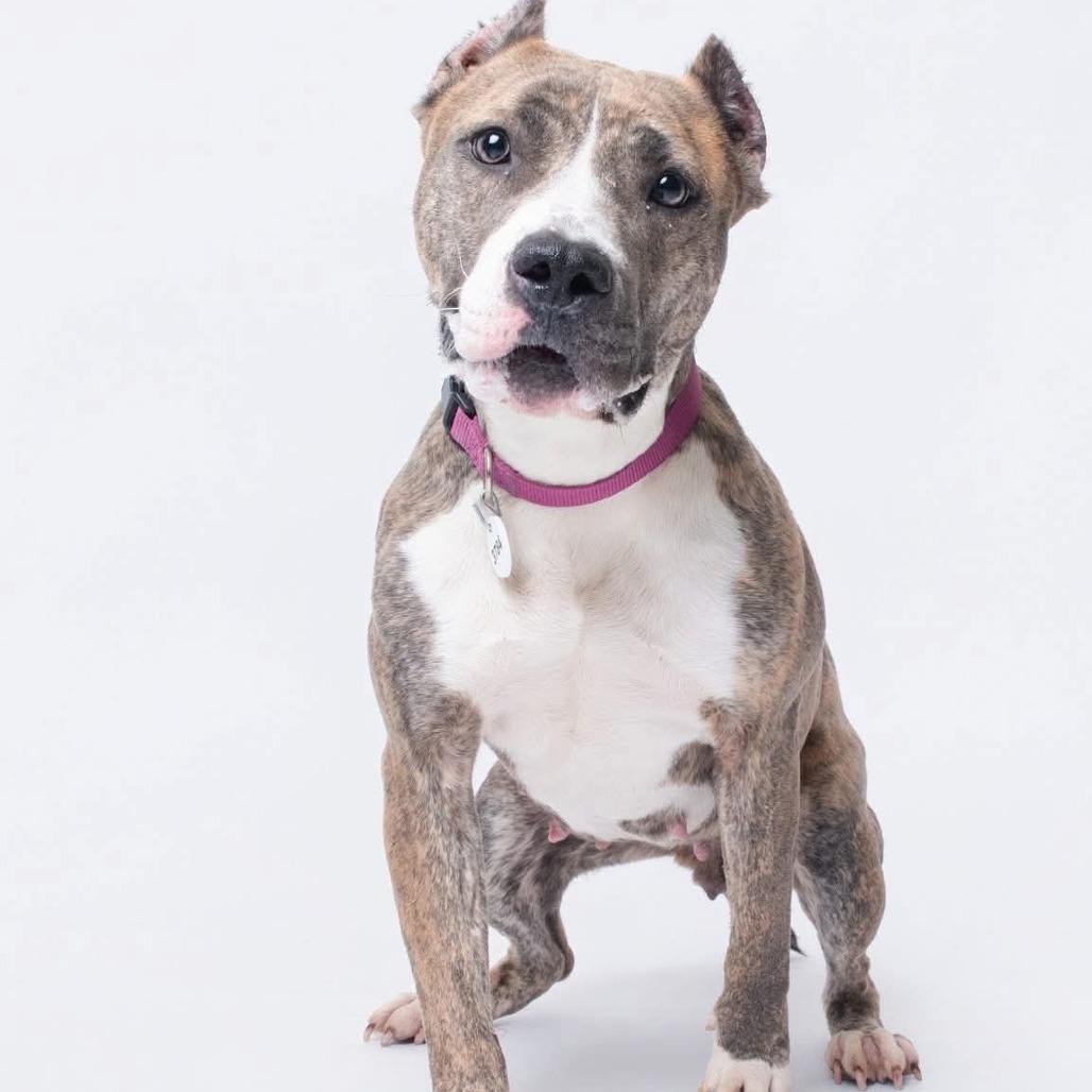 Enlarge Ciara, a Adoptable mixed breed in Fairfax, VA image 5/6