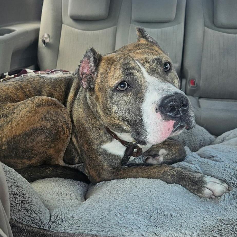 Enlarge Ciara, a Adoptable mixed breed in Fairfax, VA image 6/6