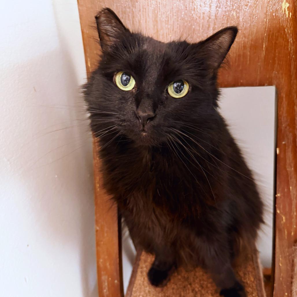 Ollie, Adoptable, Senior Female Domestic Short Hair.