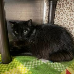 Ollie, Adoptable, Senior Female Domestic Short Hair.