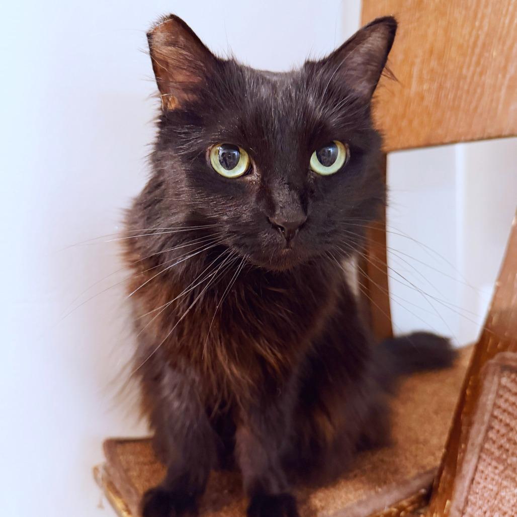 Enlarge Ollie, a Adoptable Domestic Short Hair in Las Vegas, NV image 2/2