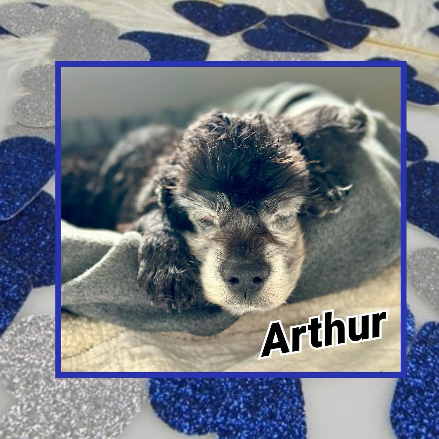 Arthur, a ADOPTABLE Cocker Spaniel in Raleigh, NC image 3/3