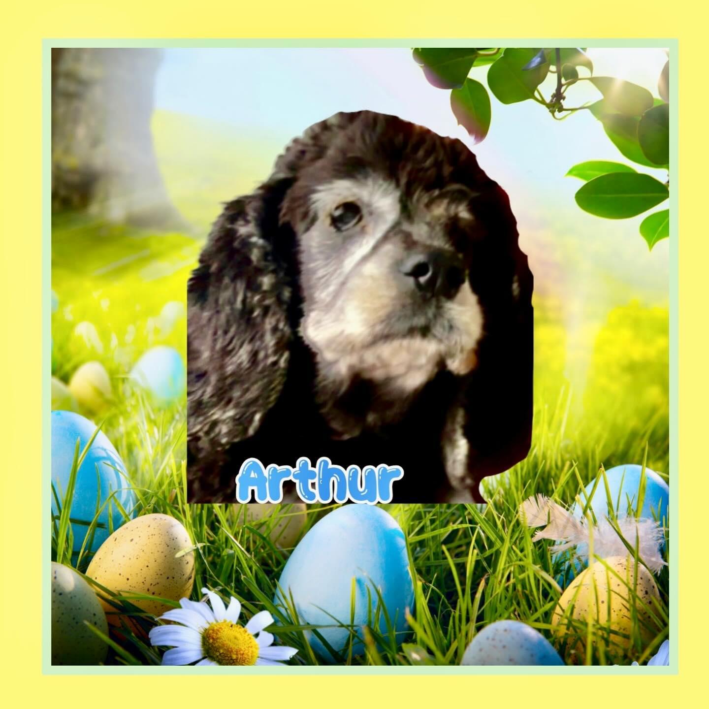 Arthur, ADOPTABLE, Senior Male Cocker Spaniel.