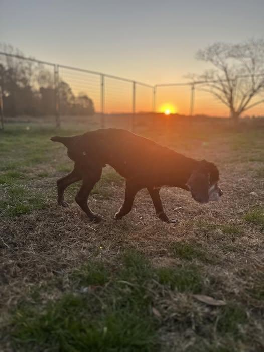 Arthur, a ADOPTABLE Cocker Spaniel in Raleigh, NC image 2/3
