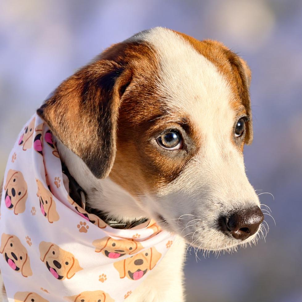 Enlarge Magic, a Adoptable mixed breed in Boerne, TX image 1/5