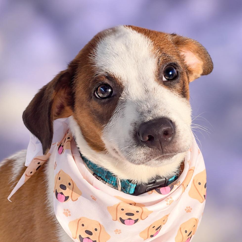 Enlarge Magic, a Adoptable mixed breed in Boerne, TX image 2/5