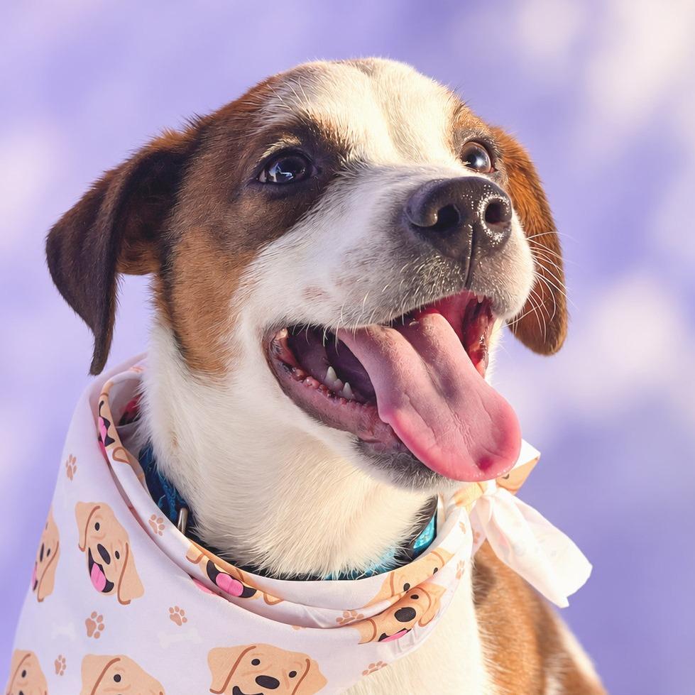 Enlarge Magic, a Adoptable mixed breed in Boerne, TX image 3/5