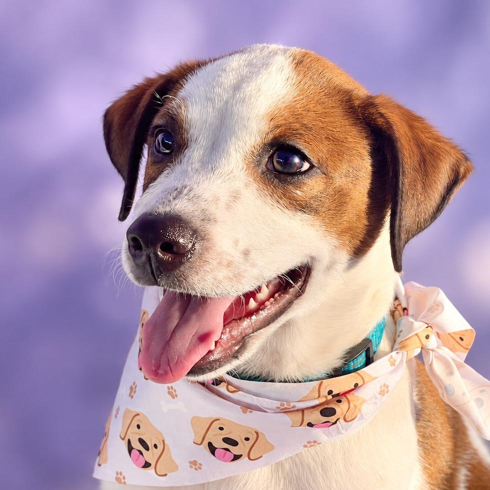 Enlarge Magic, a Adoptable mixed breed in Boerne, TX image 4/5