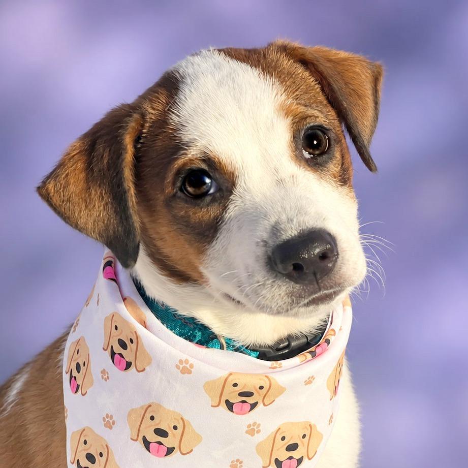 Enlarge Magic, a Adoptable mixed breed in Boerne, TX image 5/5
