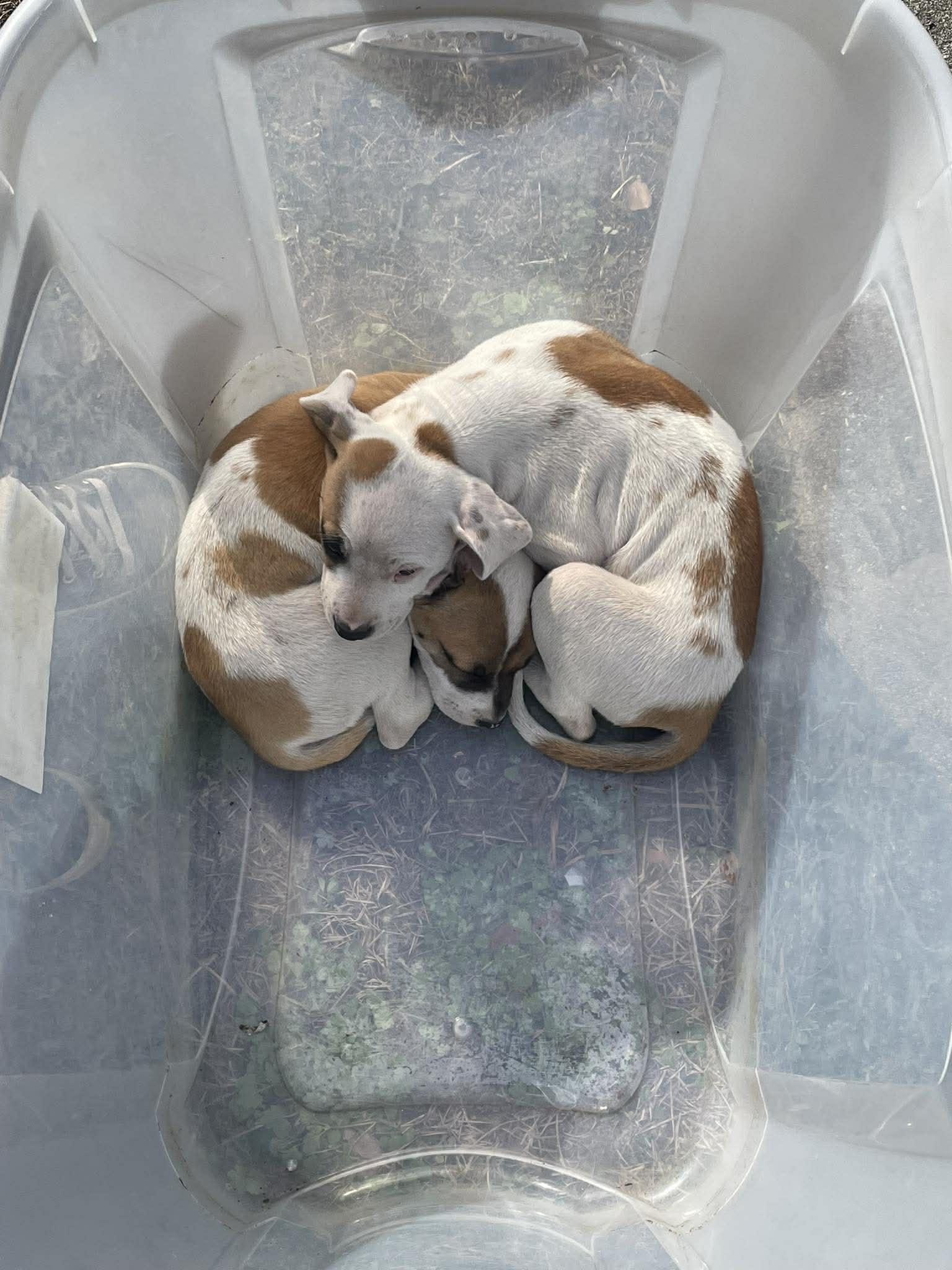 Mabel, Adoptable, Puppy Female American Bulldog.