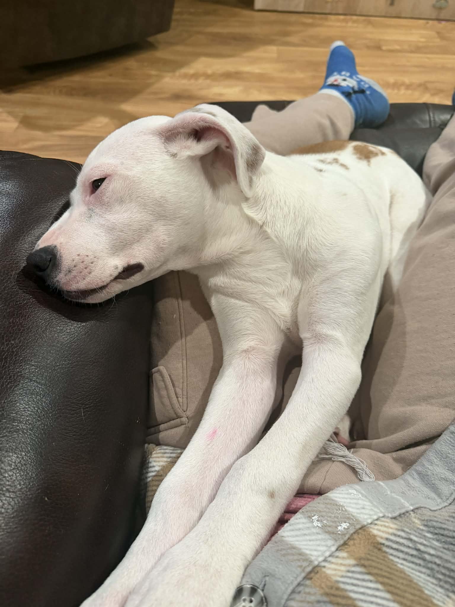 Enlarge Mabel, a Adoptable mixed breed in Augusta, ME image 3/4