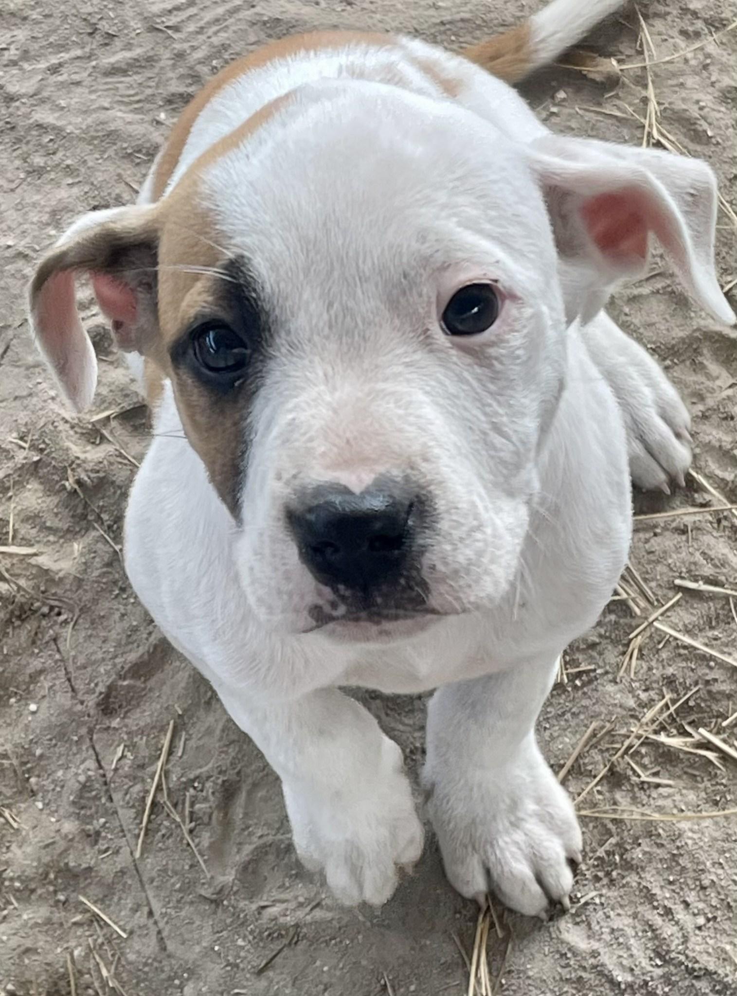 Enlarge Mabel, a Adoptable mixed breed in Augusta, ME image 4/4