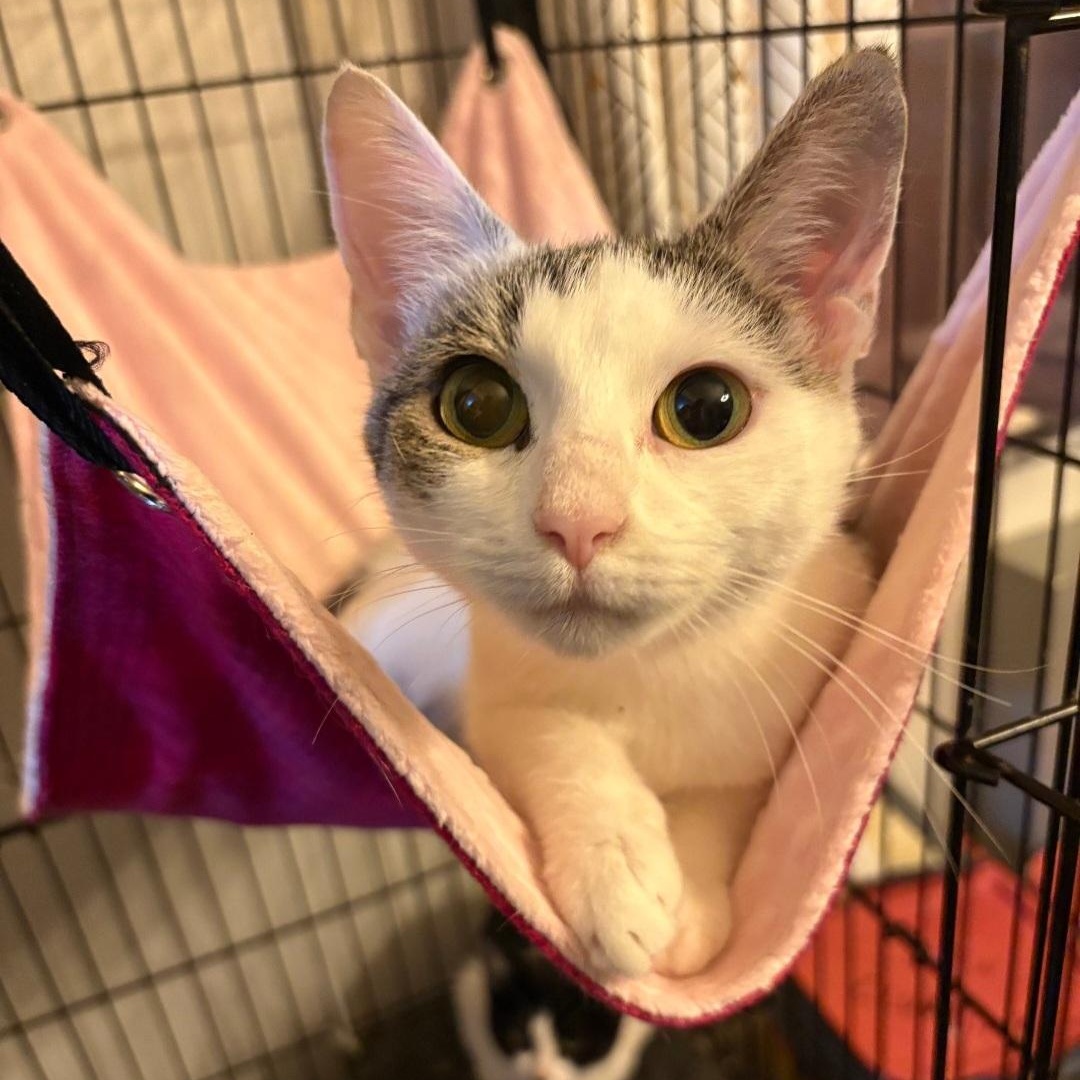 Katy, Adopted, Kitten Female Tabby.