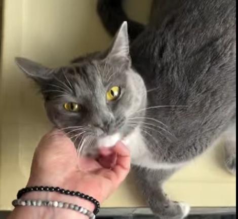 Enlarge Isha @ Fat Cat Books, a ADOPTABLE Domestic Short Hair in Tallahassee, FL image 1/1