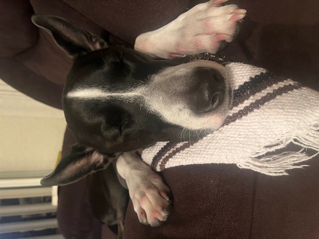 Stormy, a Adoptable mixed breed in Key West, FL image 2/5