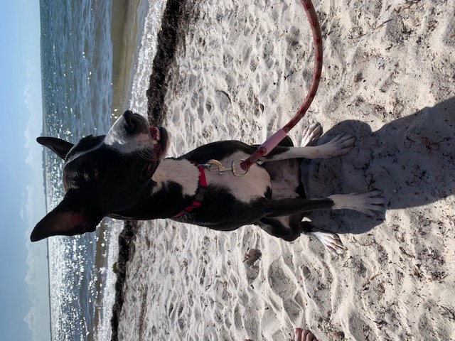 Stormy, Adult Female German Pinscher