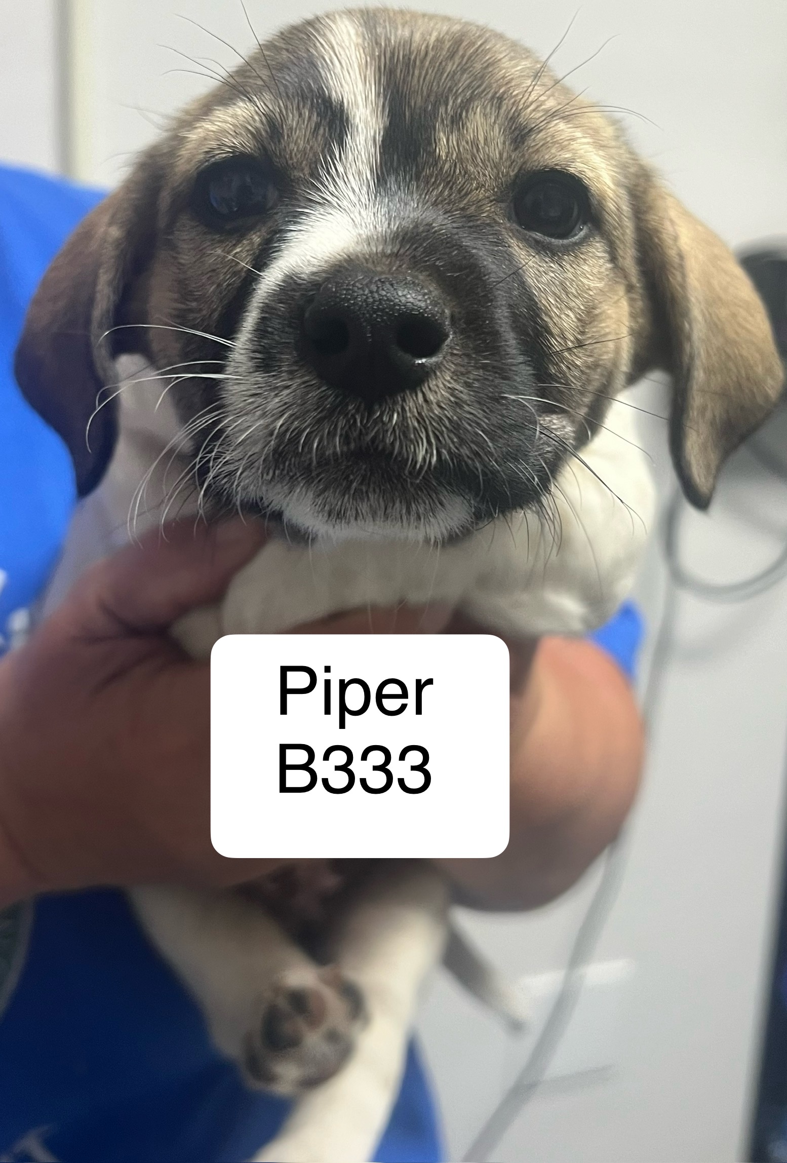 Piper