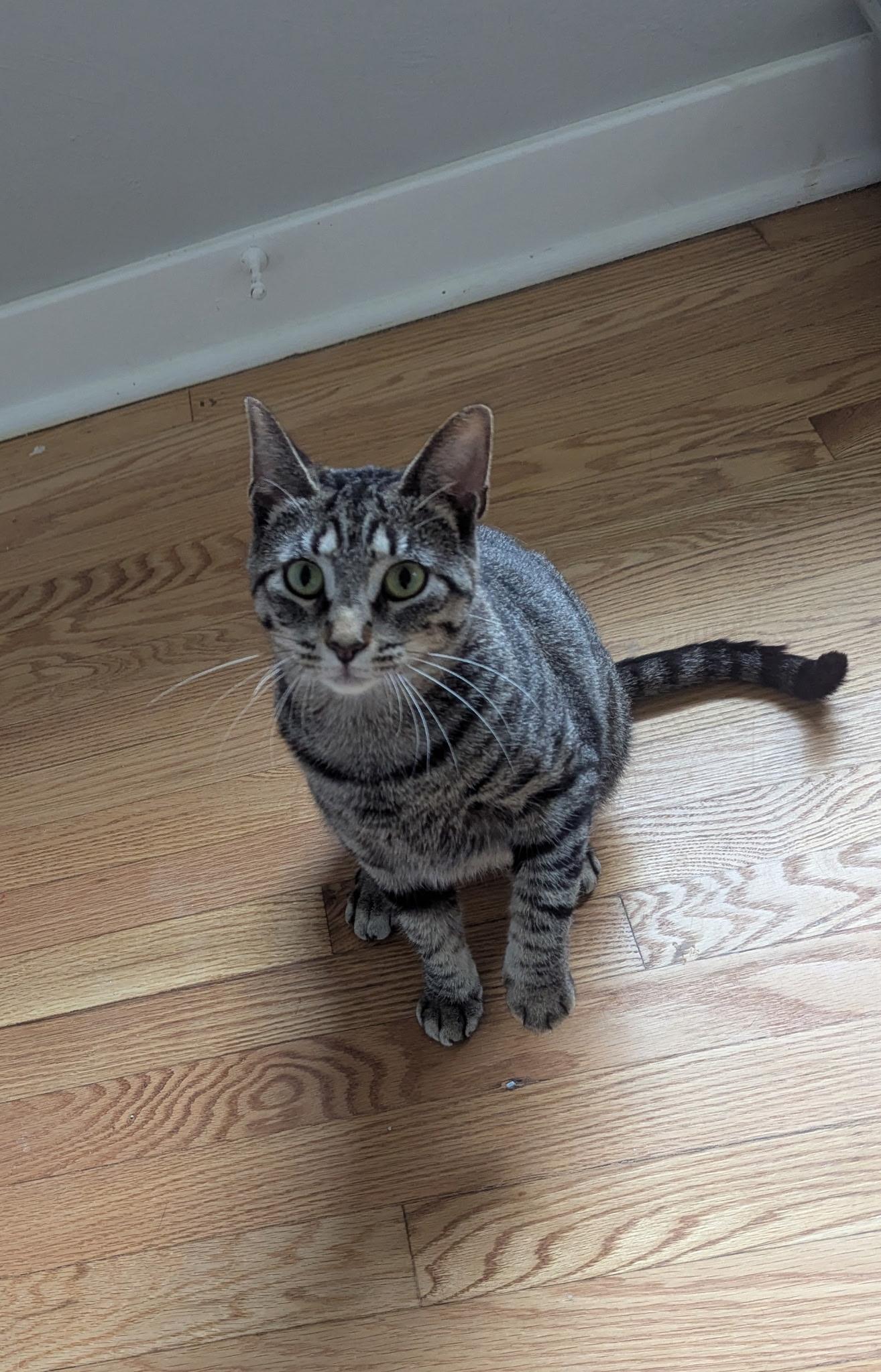 Lucy (Bonded with Millie)