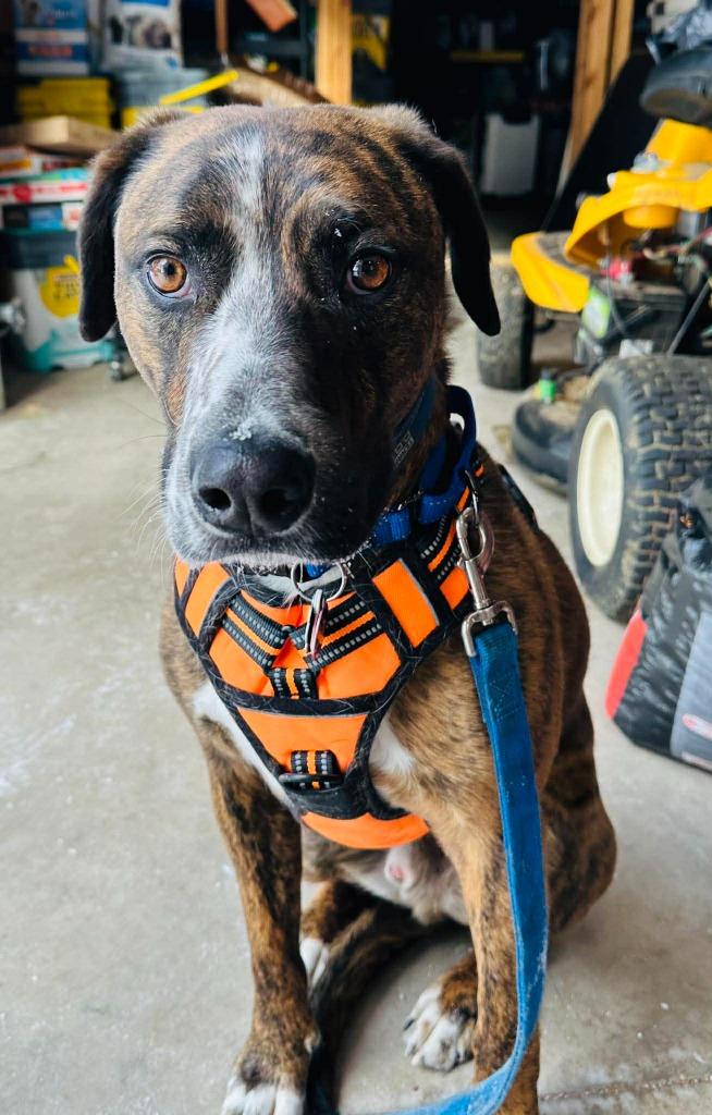 Enlarge Sullivan (Sully), a Adoptable Boxer in Cloquet, MN image 1/1