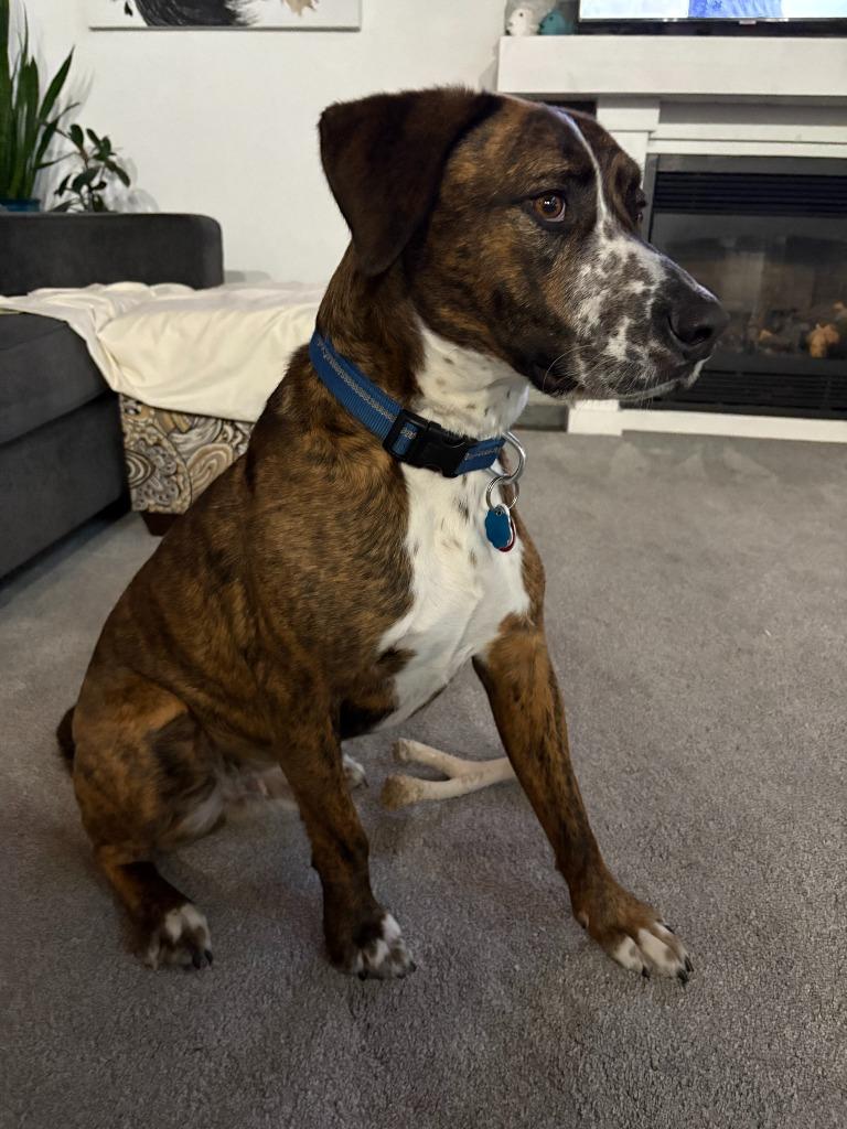 Enlarge Sullivan (Sully), a Adoptable Boxer in Cloquet, MN image 1/2