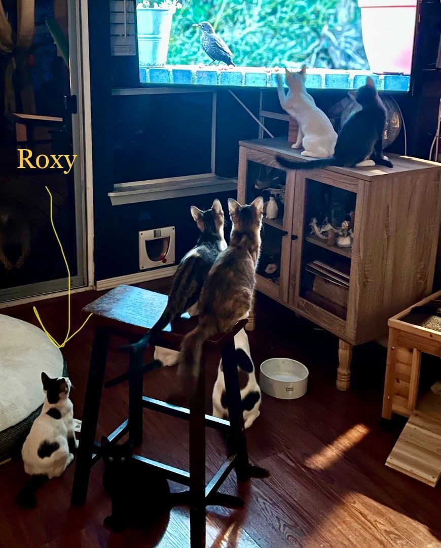 Roxy thumbnail 3