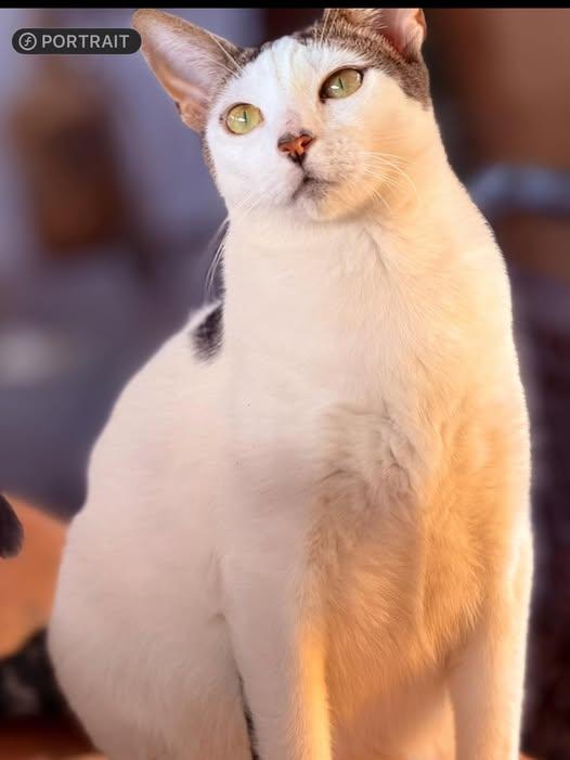 Enlarge Roxy, a Adoptable Domestic Short Hair in Honolulu, HI image 1/1