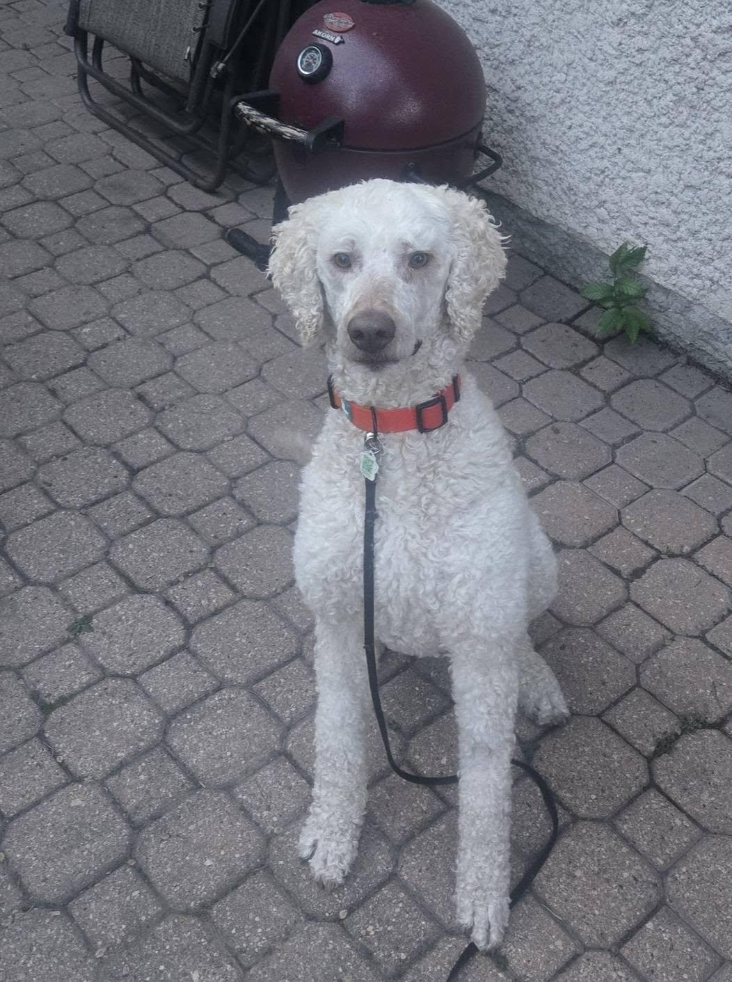 Dilbur, a ADOPTABLE Standard Poodle in Winnipeg, MB image 2/2
