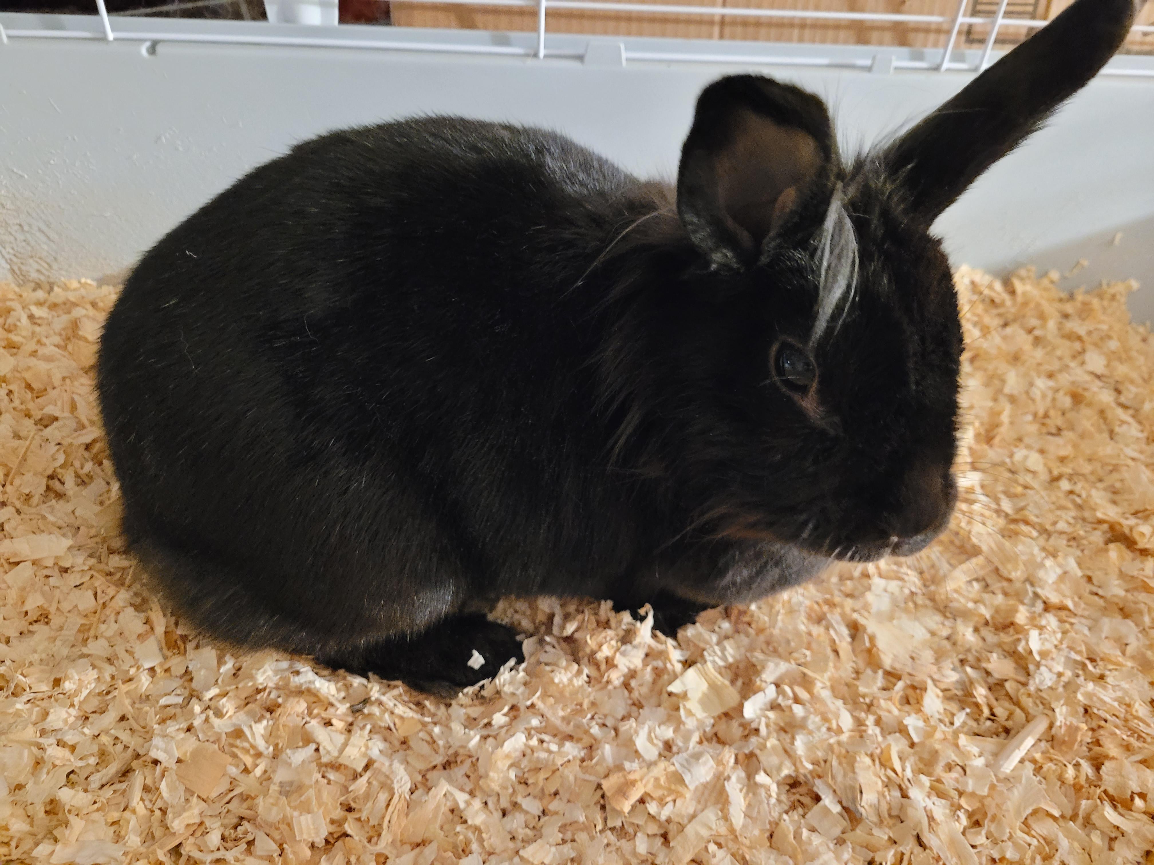 Enlarge DAISY, a ADOPTABLE Lionhead in Hamilton, NJ image 2/3
