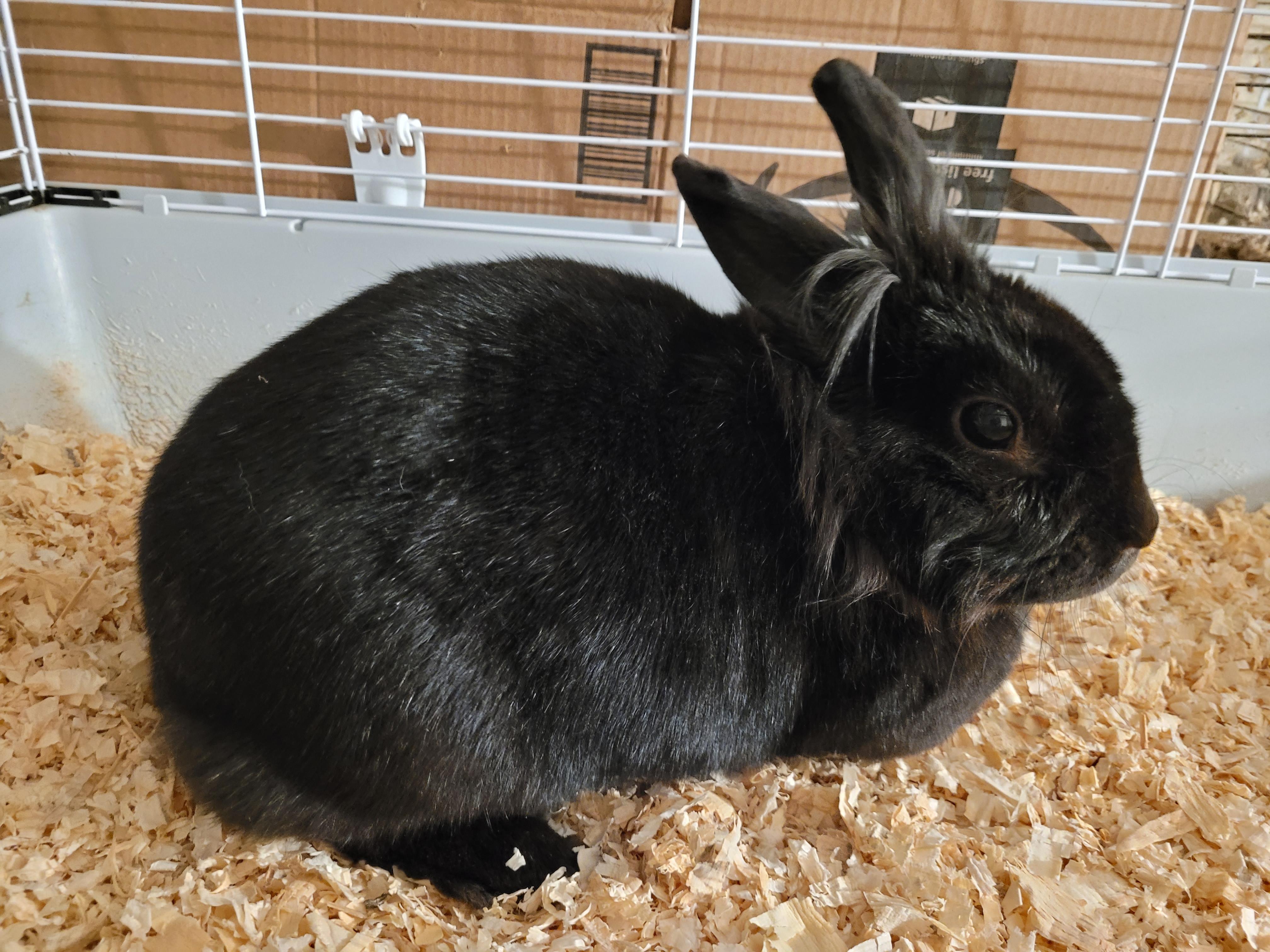 DAISY, ADOPTABLE, Young Female Lionhead.