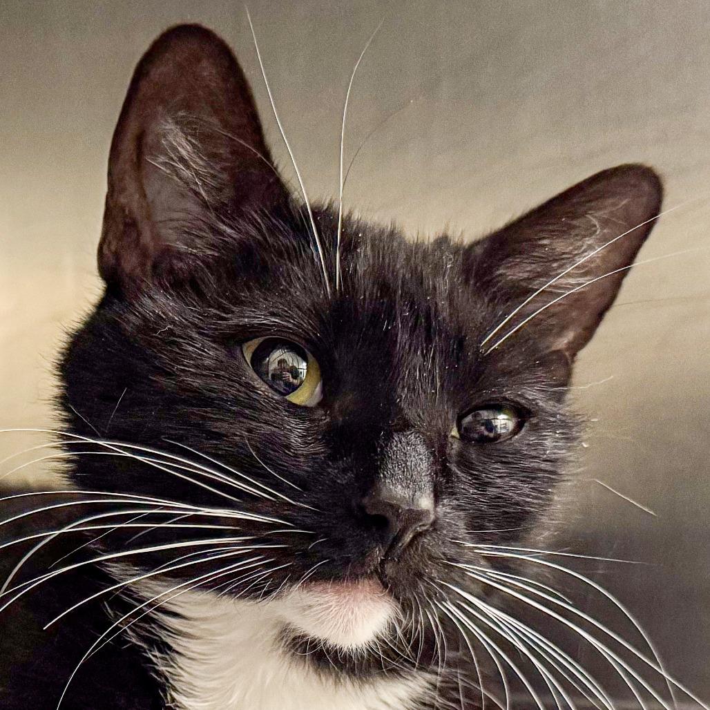 Precious, Adoptable, Adult Female Domestic Short Hair.