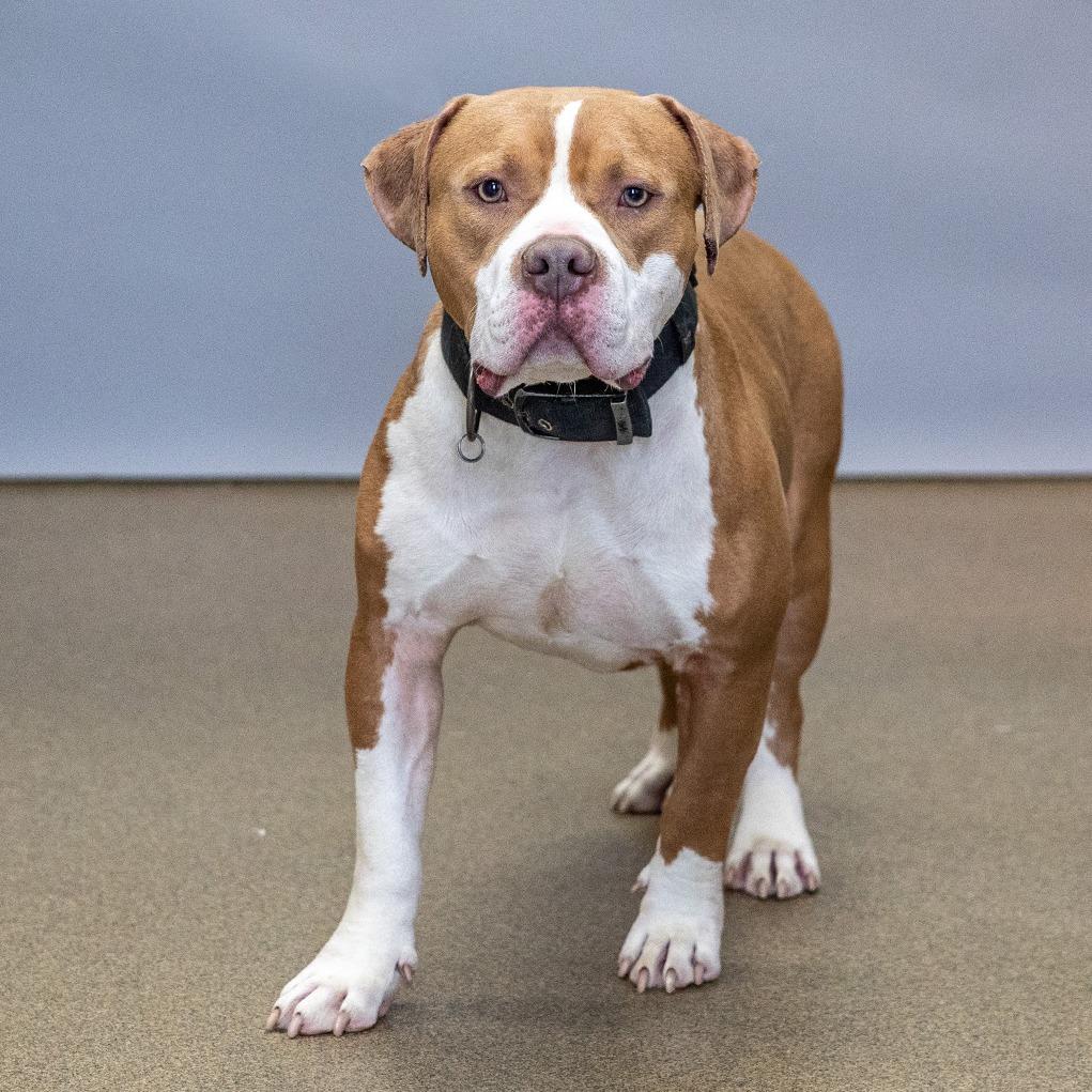 Brad, Adoptable, Adult Male Pit Bull Terrier.