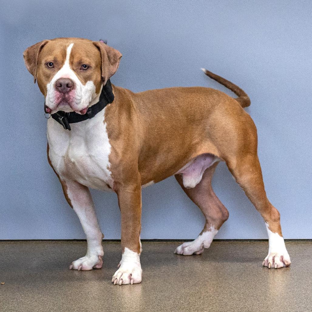 Brad, a Adoptable Pit Bull Terrier in Council Bluffs, IA image 2/6