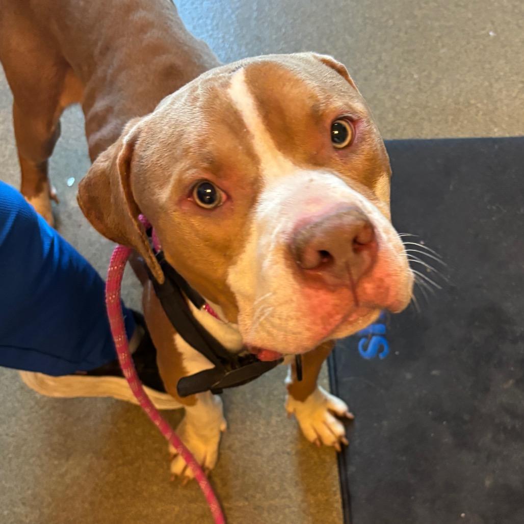 Enlarge Brad, a Adoptable Pit Bull Terrier in Council Bluffs, IA image 1/3