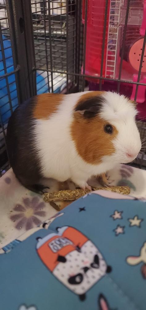 Ronnie, Adoptable, Adult Male Guinea Pig.