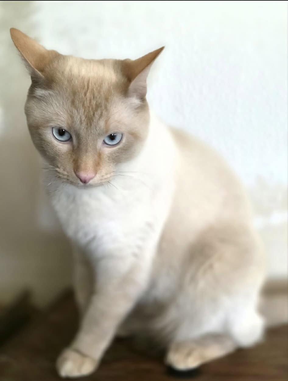 River, Adopted, Adult Male Domestic Short Hair & Siamese.