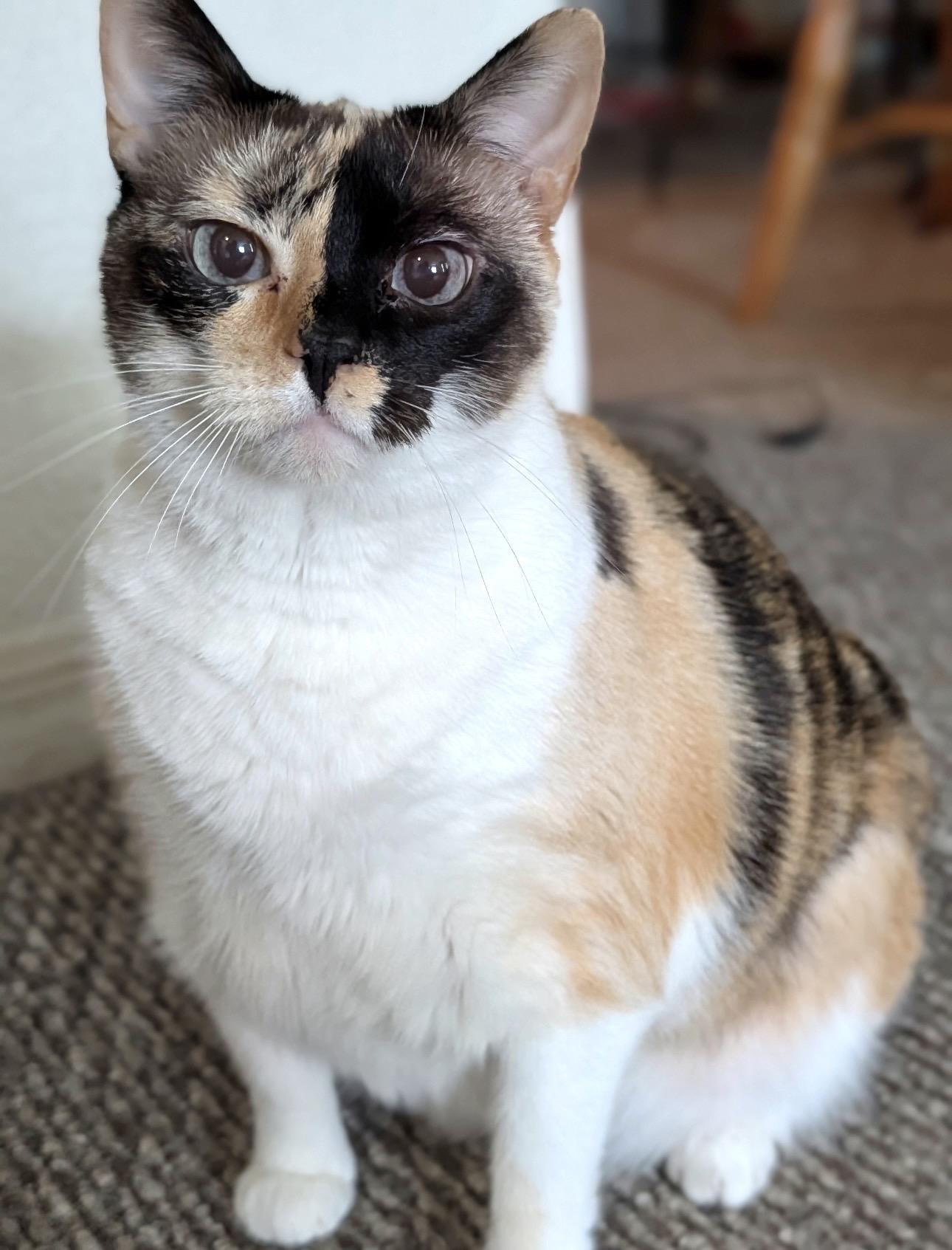 Enlarge MOLLY (watch video) Loves people, a Adoptable Domestic Short Hair in New SMyrna Beach, FL image 1/4