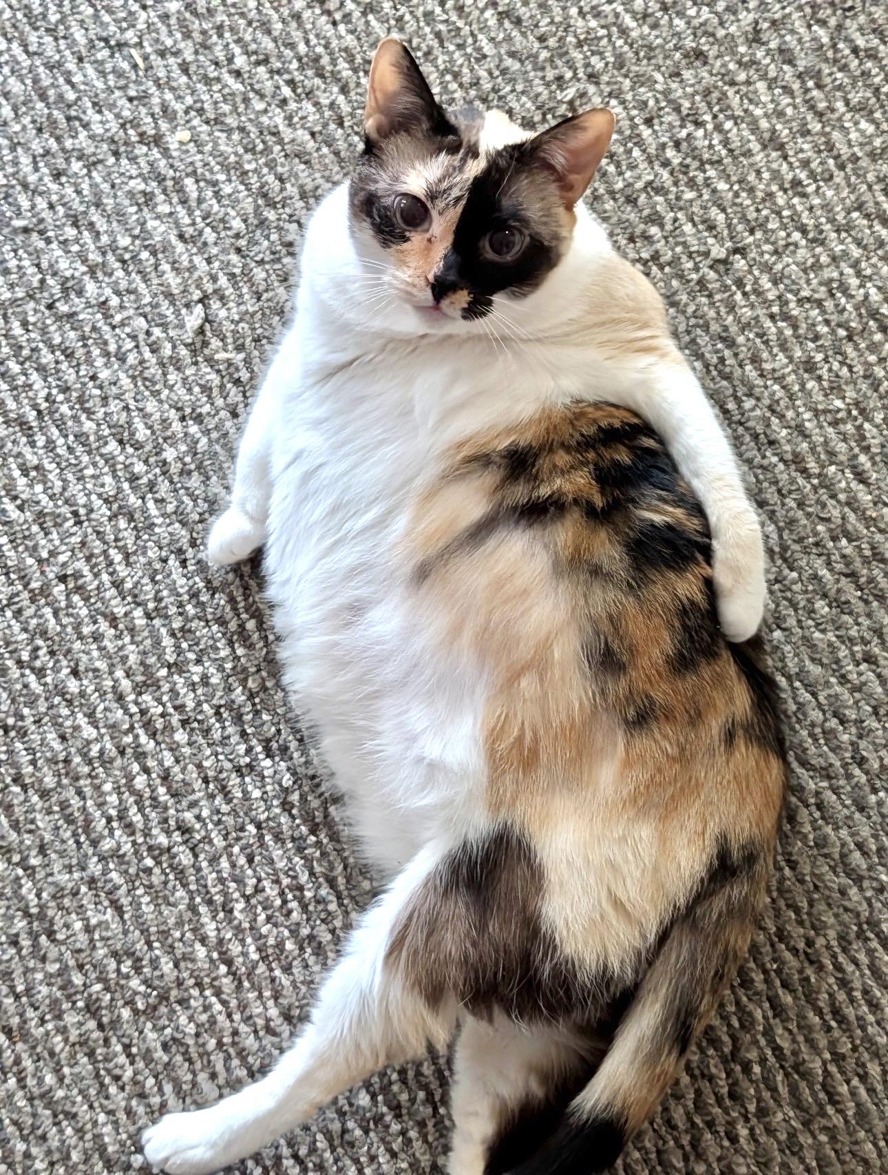 Enlarge MOLLY (watch video) Loves people, a Adoptable Domestic Short Hair in New SMyrna Beach, FL image 2/4