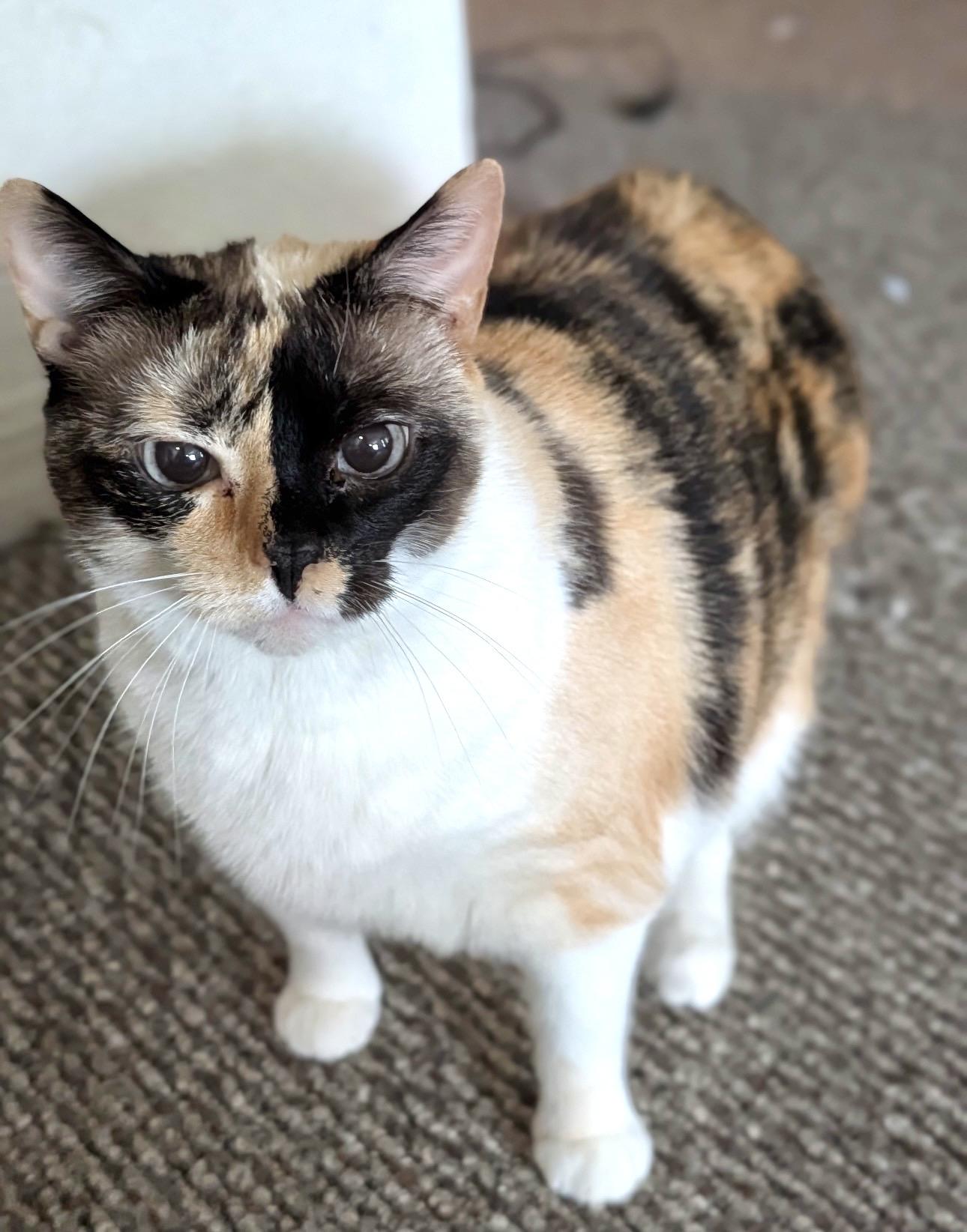 Enlarge MOLLY (watch video) Loves people, a Adoptable Domestic Short Hair in New SMyrna Beach, FL image 3/4