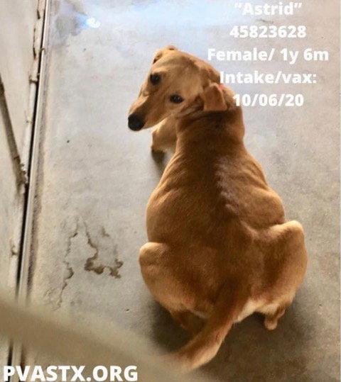 Astrid, Adopted, Adult Female Labrador Retriever.