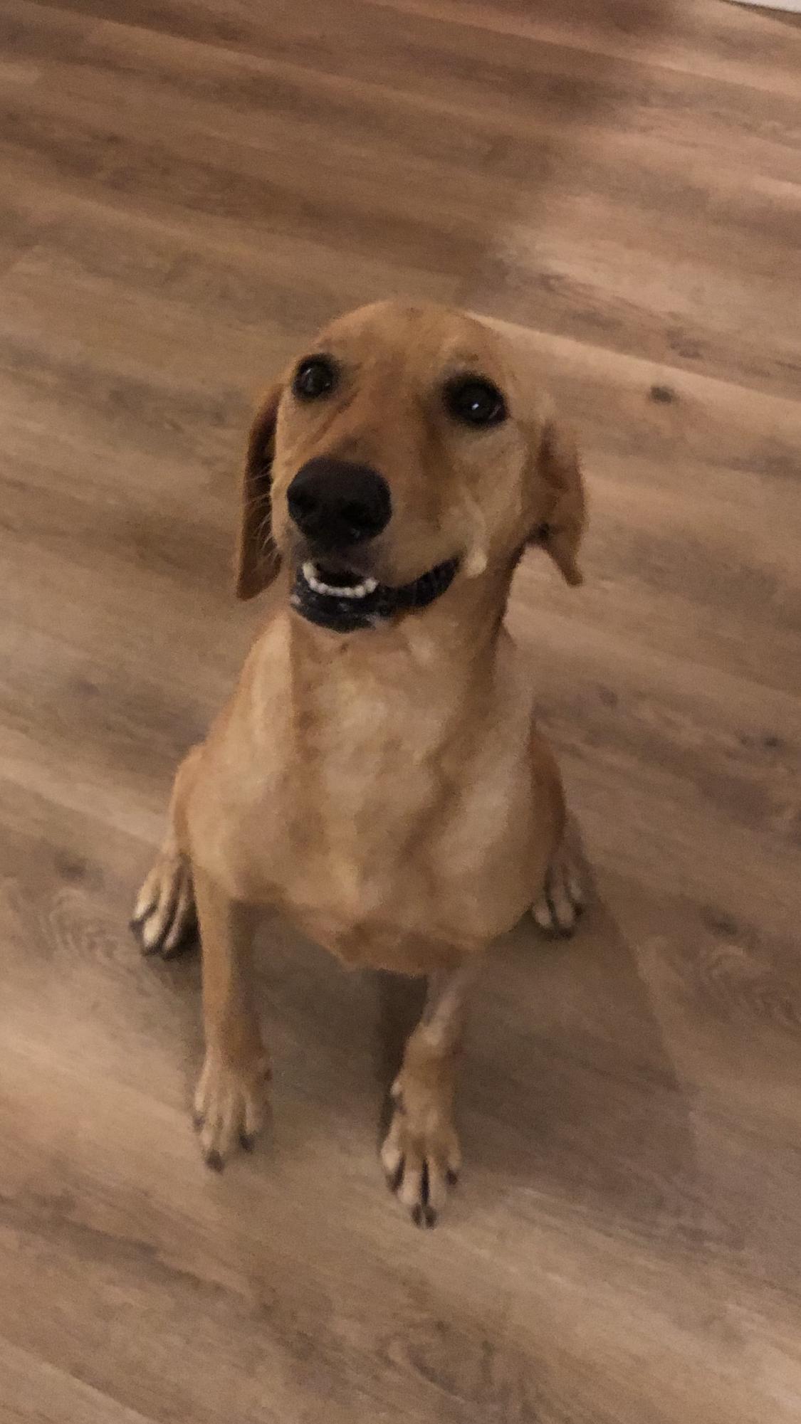 Enlarge Astrid, a Adopted Labrador Retriever in Fort Worth, TX image 2/3