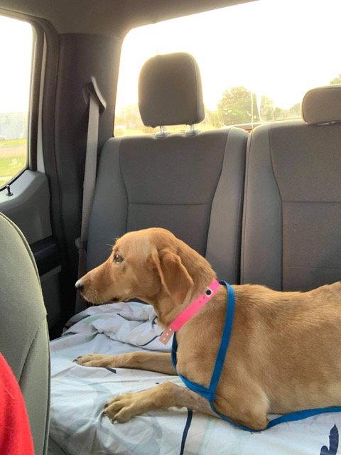 Enlarge Astrid, a Adopted Labrador Retriever in Fort Worth, TX image 3/3