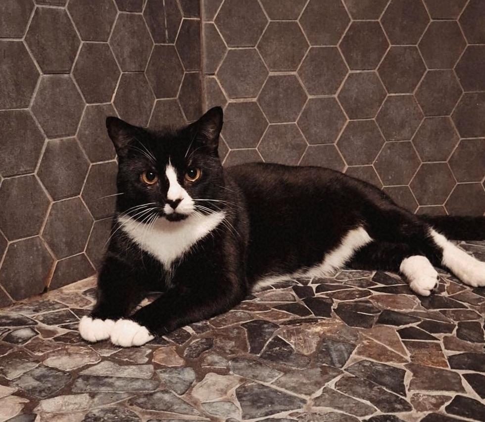 Mr. Biscuits (No other cats), ADOPTABLE, Adult Male Domestic Short Hair.