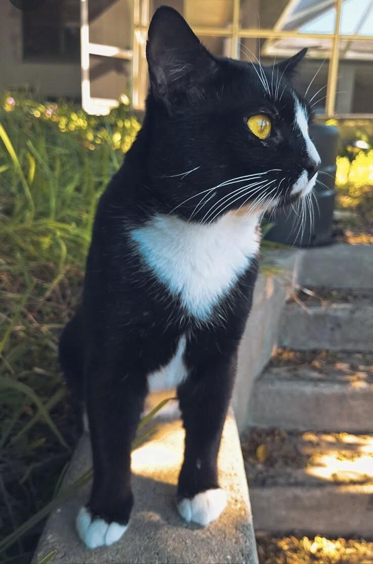 Enlarge Mr. Biscuits (No other cats), a ADOPTABLE Domestic Short Hair in North Fort Myers, FL image 2/4