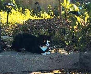 Enlarge Mr. Biscuits (No other cats), a ADOPTABLE Domestic Short Hair in North Fort Myers, FL image 3/4