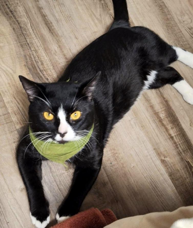 Mr. Biscuits (PENDING), a ADOPTABLE Domestic Short Hair in North Fort Myers, FL image 2/5