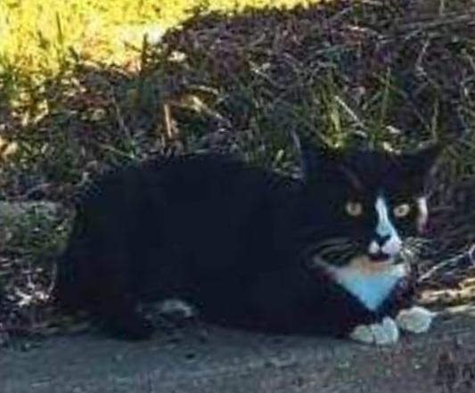 Enlarge Mr. Biscuits (No other cats), a ADOPTABLE Domestic Short Hair in North Fort Myers, FL image 4/4
