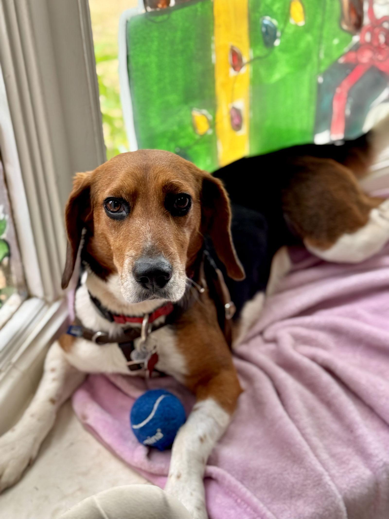Enlarge Scone, a Adoptable Beagle in Tampa, FL image 1/3